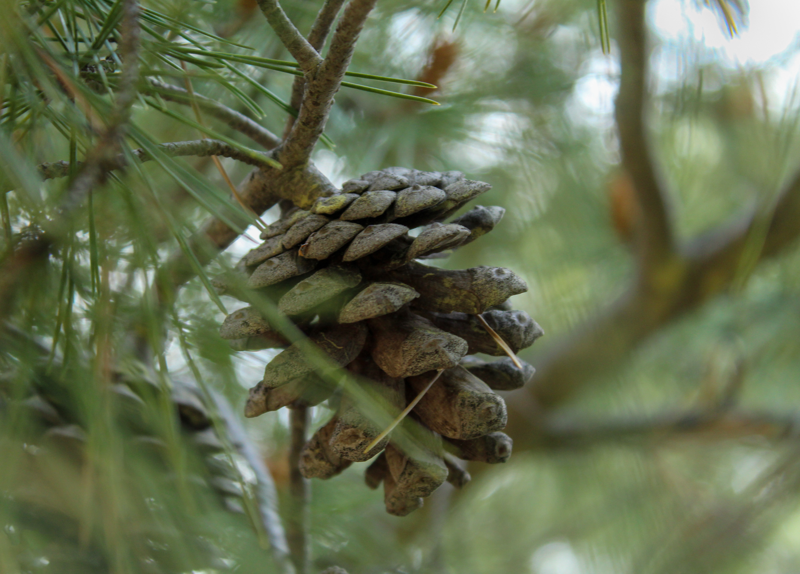 Pinecone
